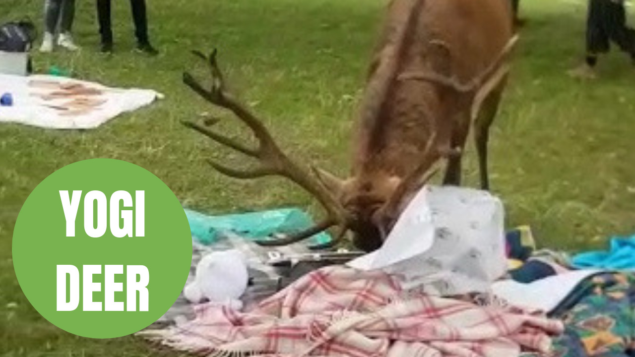 Hungry deer raids a charity picnic