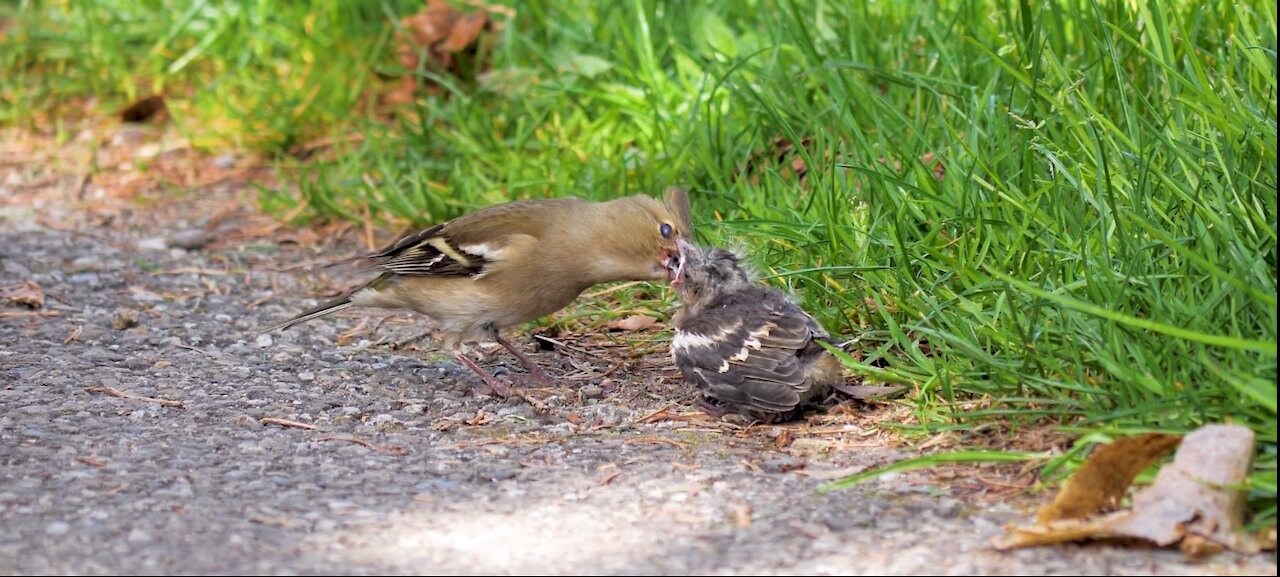 Adorable Bird Feeding Hungry Baby Chick