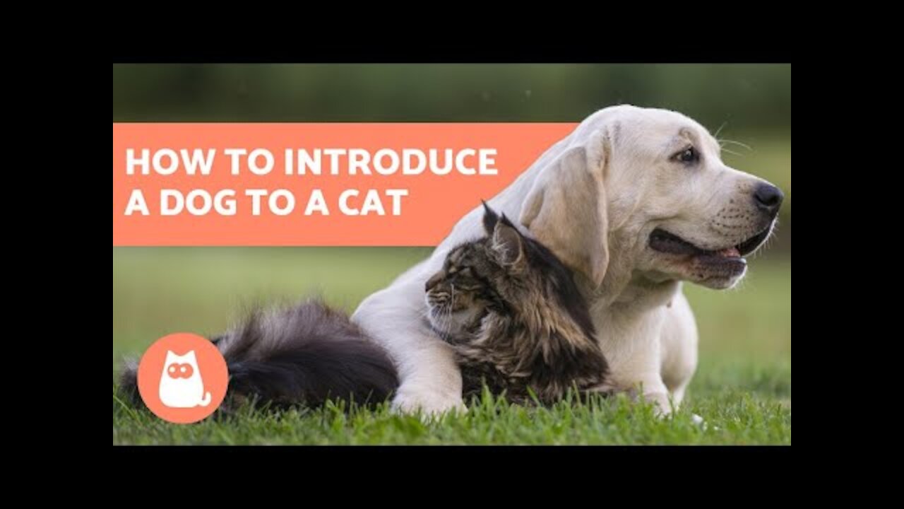 WATCH How to Introduce a Dog to a Cat - In 5 Easy Steps!