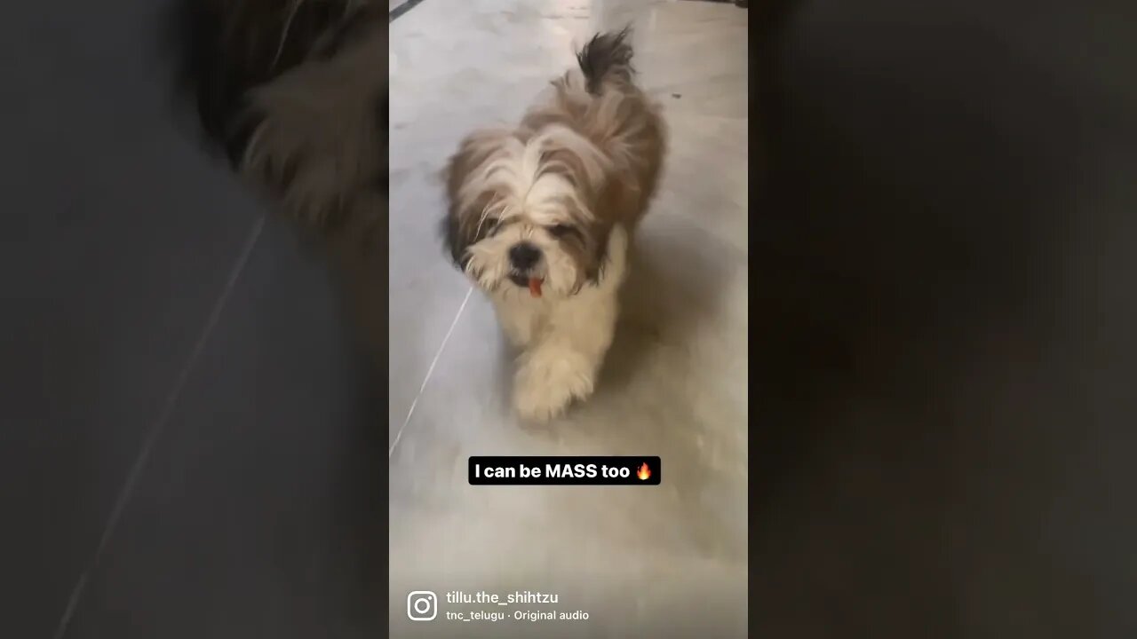 #dog #shorts #fun #doglover #cute #shihtzu #reels #funny #ytshorts #youtubeshorts #trending #youtube