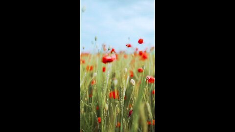 beautiful flowers 💐💐💐💐💐