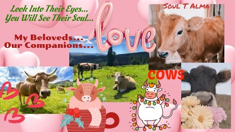 💛🐮 Cows = Love 🐄🧡