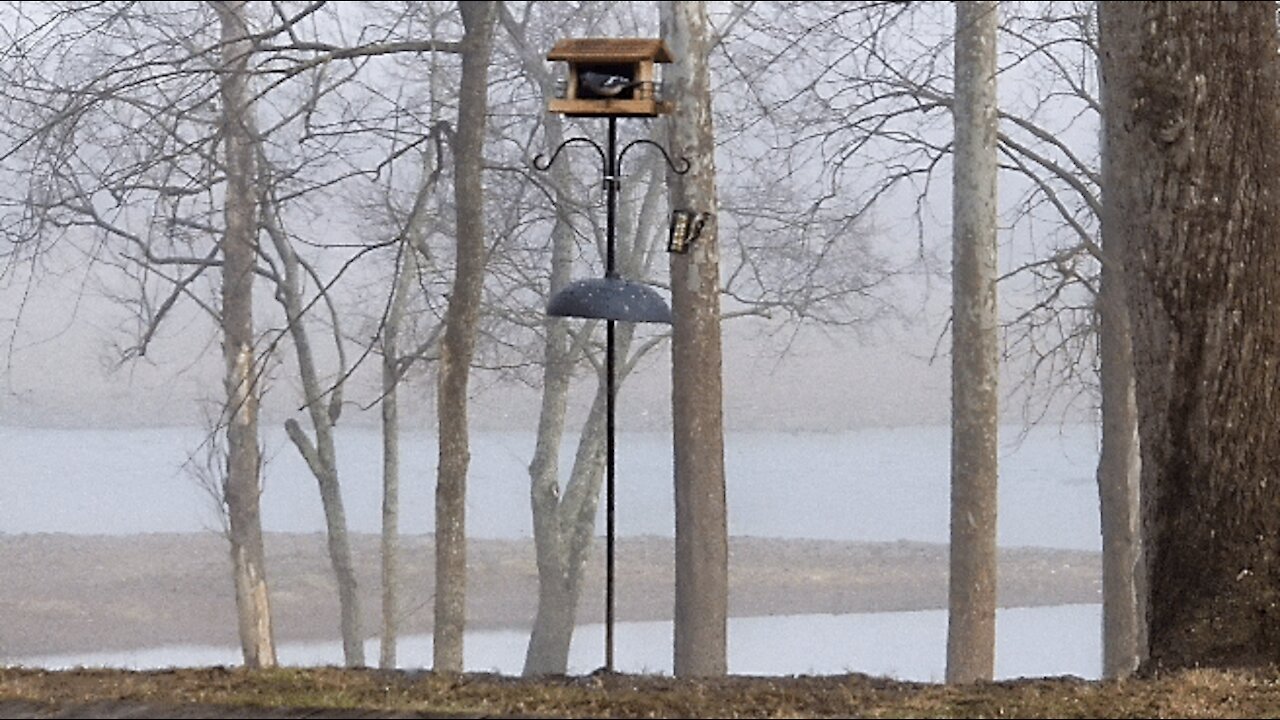 MANGIA AT THE FEEDER ON THIS FOGGY MORNING