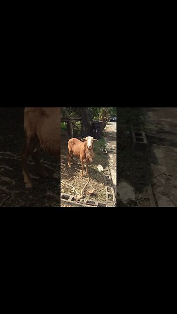 PATIENT LAMB SEES HUMAN IN TOBAGO