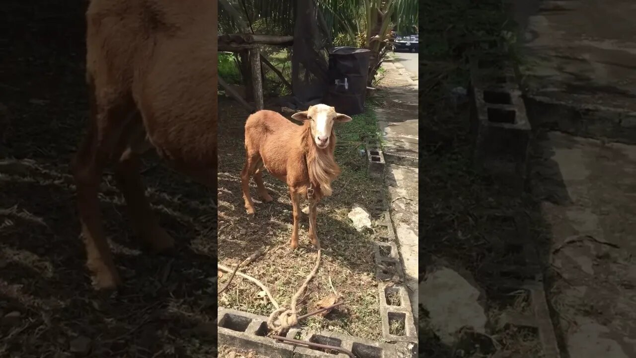 PATIENT LAMB SEES HUMAN IN TOBAGO