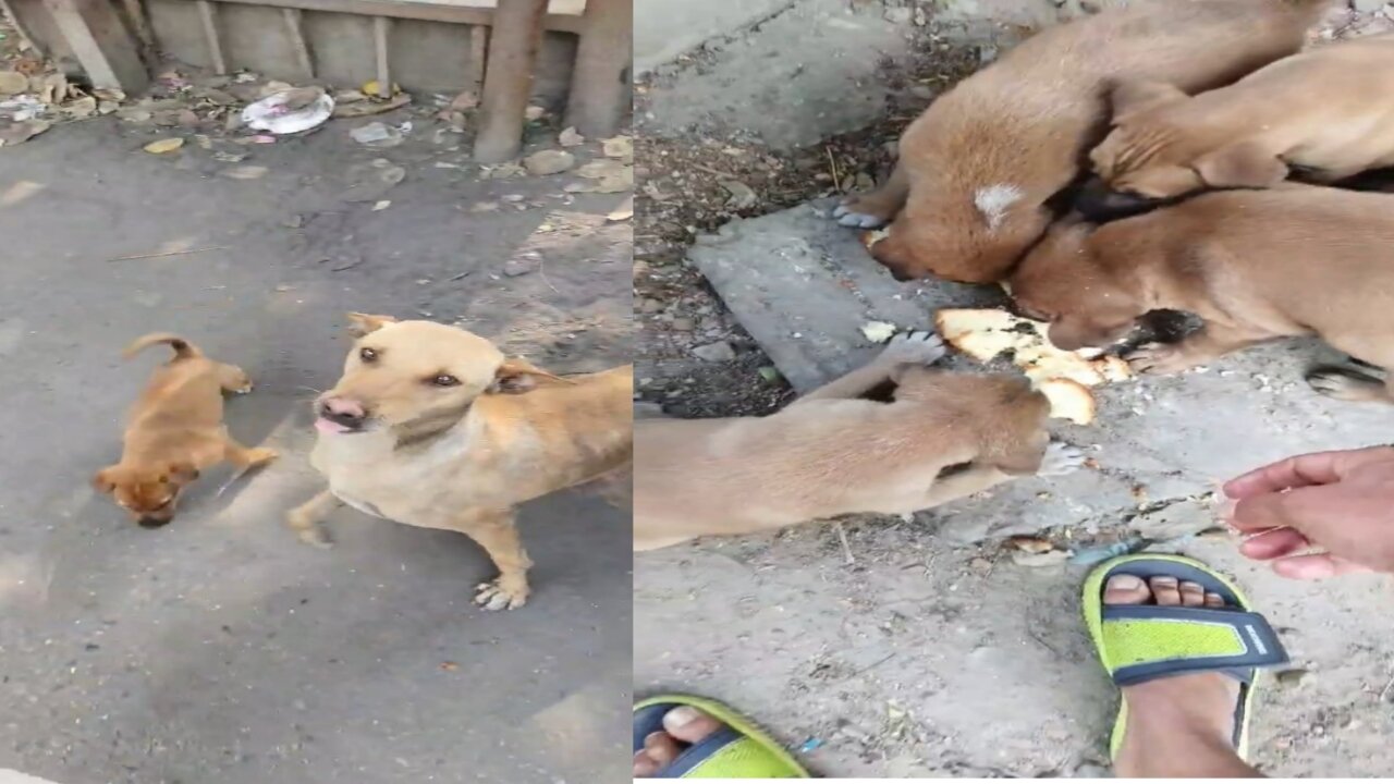 Little Puppies of Hungry Dogs