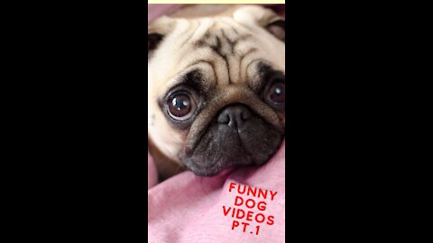 FUNNY DOG VIDEOS :))