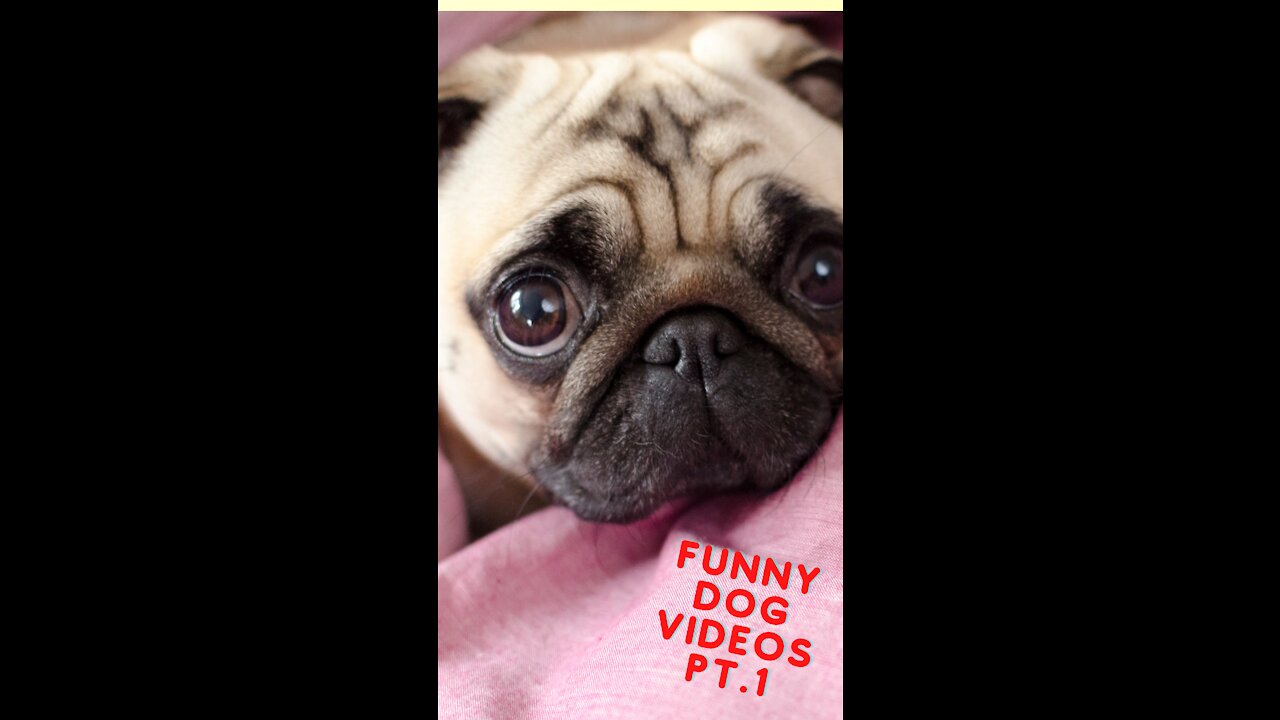 FUNNY DOG VIDEOS :))