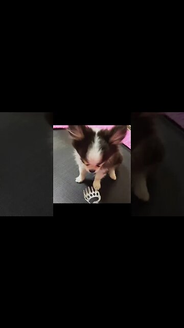 Watch This Chihuahua Do the Cutest Thing EVER!