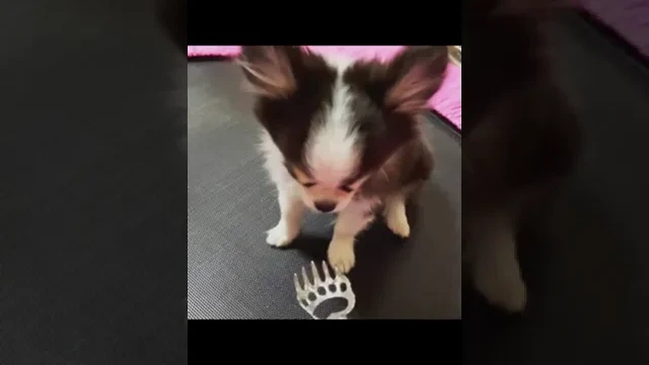 Watch This Chihuahua Do the Cutest Thing EVER!