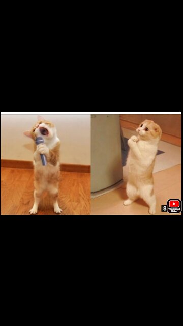 Cat singing and dancing video ...// British cat