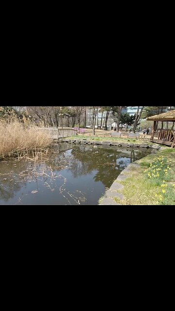 여의도공원 갈대연못