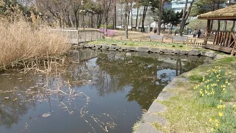 여의도공원 갈대연못