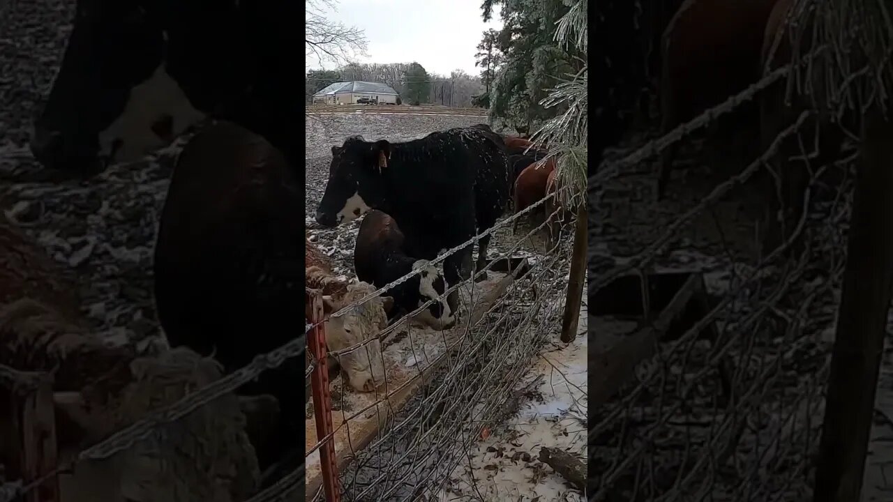 Cows misbehaving! #cow #farm #farmlife #ranch #ranchlife #cattle