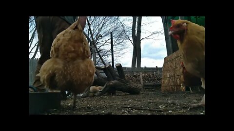 Channel Update with chickens