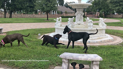 Great Dane watches chubby Labrador do zoomies