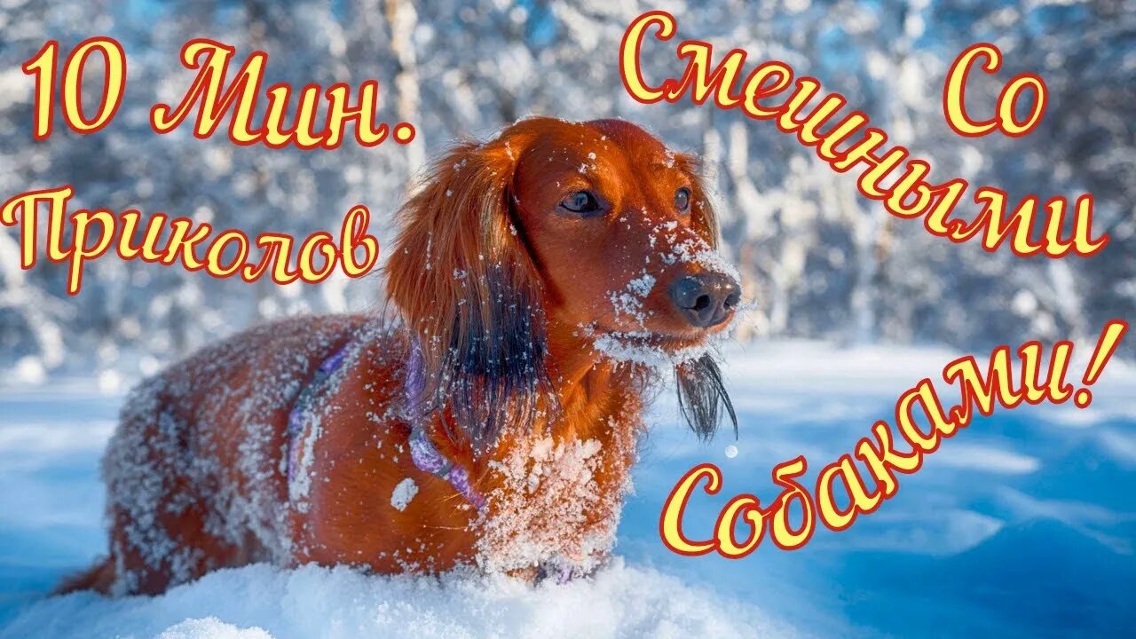 Смешные Собаки 24 Funny Dogs Юмор