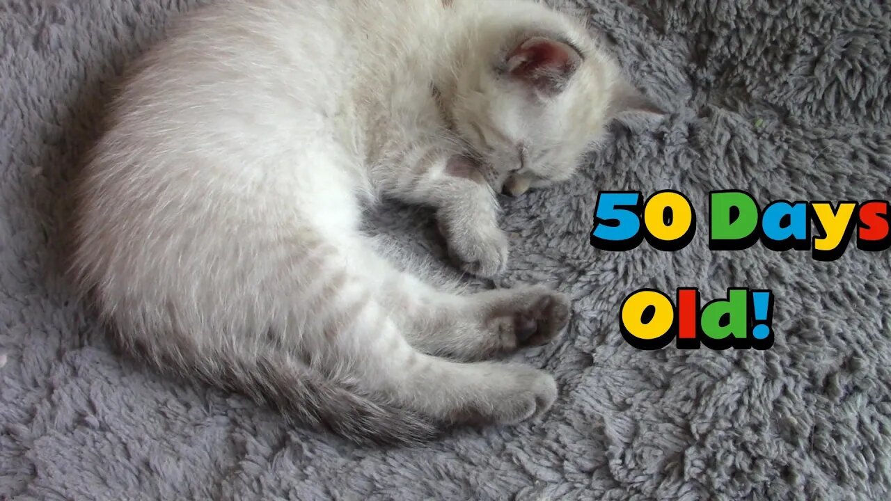 Misha's Kittens Are 50 Days Old! 😻