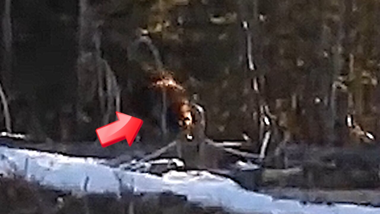 Sighting of a mysterious hairy creature in the forest behind the snowfield! Bigfoot or [Conspiracy]