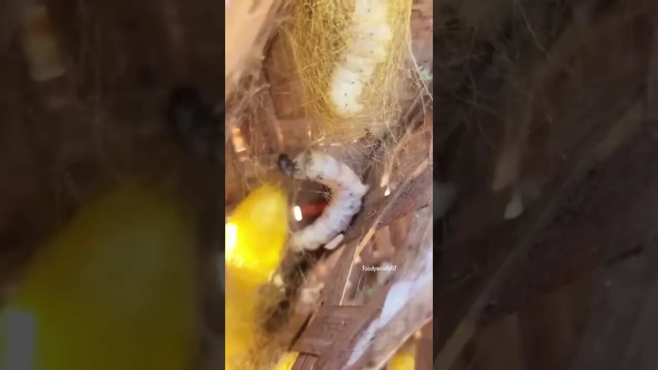 How silk is made.