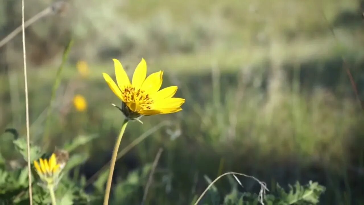 #pinkflower