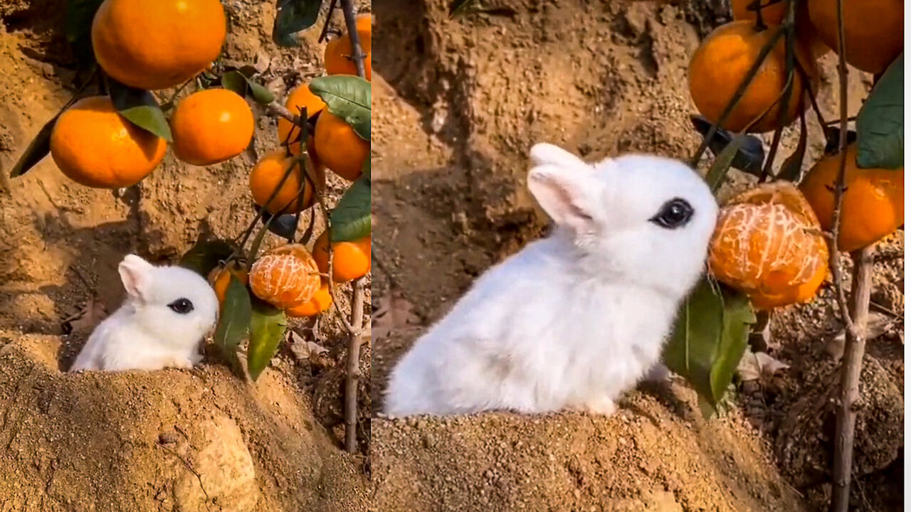 A Cute Rabbit eating Oranges on the tree ☺️☺️ Do you like it ?