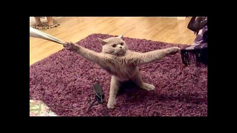 The Best Funny Cats 😹 And Dogs 🐶 Videos - Try Not To Laugh! 🤣