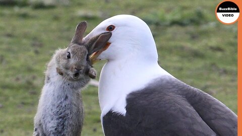 A Gull Bird Rips a Rabbit Apart | Battle For Food"