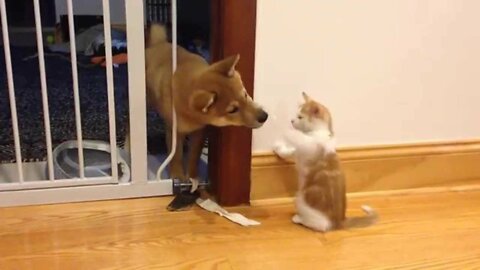 Cutest puppy and kitten fight