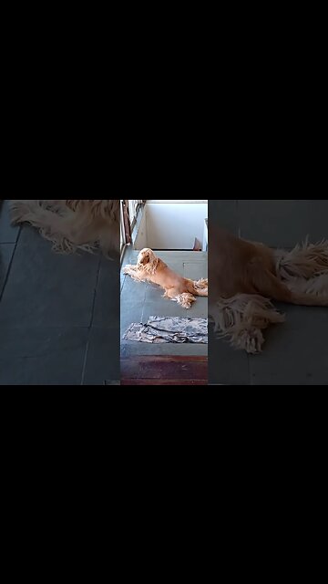 #dogshow, #amimals, #dogs, #shorts