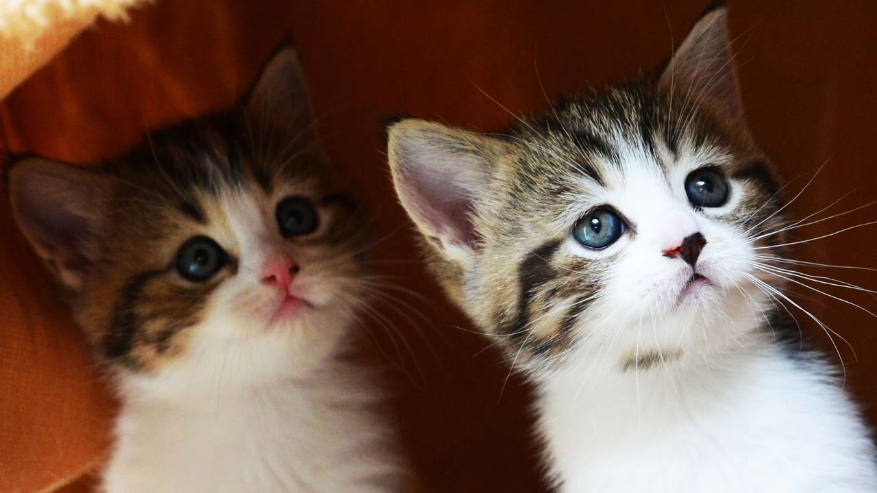 Gatinhos assustados e cute kittens