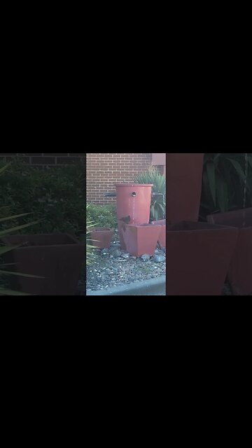 Bird Bathe 🛁#mcdonalds