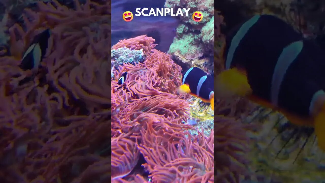 aventuras no fundo do mar em 4kš@ScanPlay š 19/12/2022 ā¬ļø