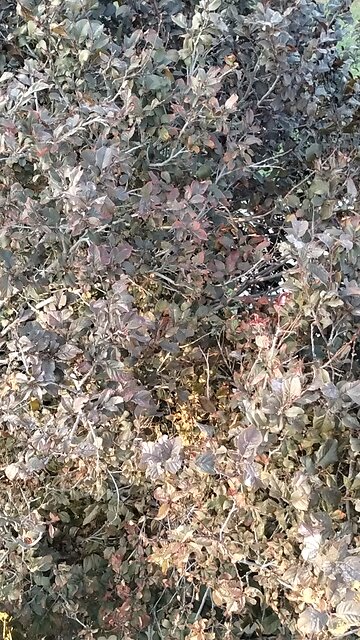 Cherry tree growth with lower temperatures