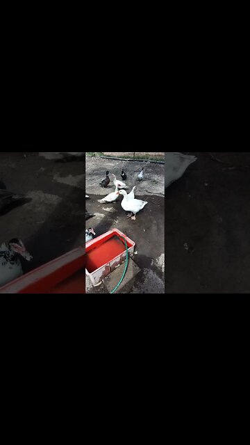 Ezra waiting for his water and has something to say