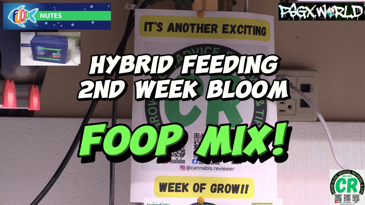 Hybrid feeding of 2 of my cannabis plants with FOOP 2nd Week Bloom nutrient mix! #organicfertilizer