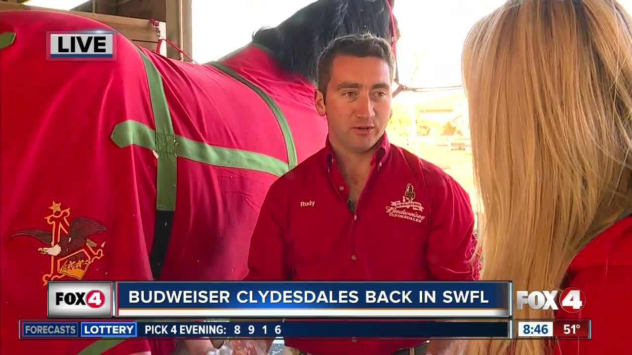 Budweiser Clydesdales visit SWFL 8:30 a.m.