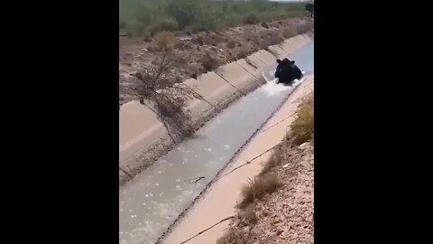 Essa Vaca Caiu no Córrego #shorts