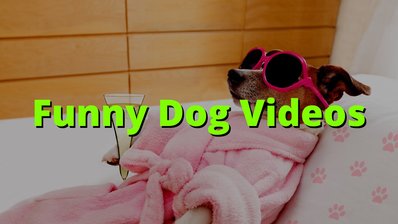 You Will Laugh At All The Crazy Dogs - Funny Dog Videos