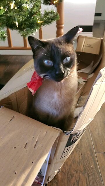 Cat Has The Christmas Spirit