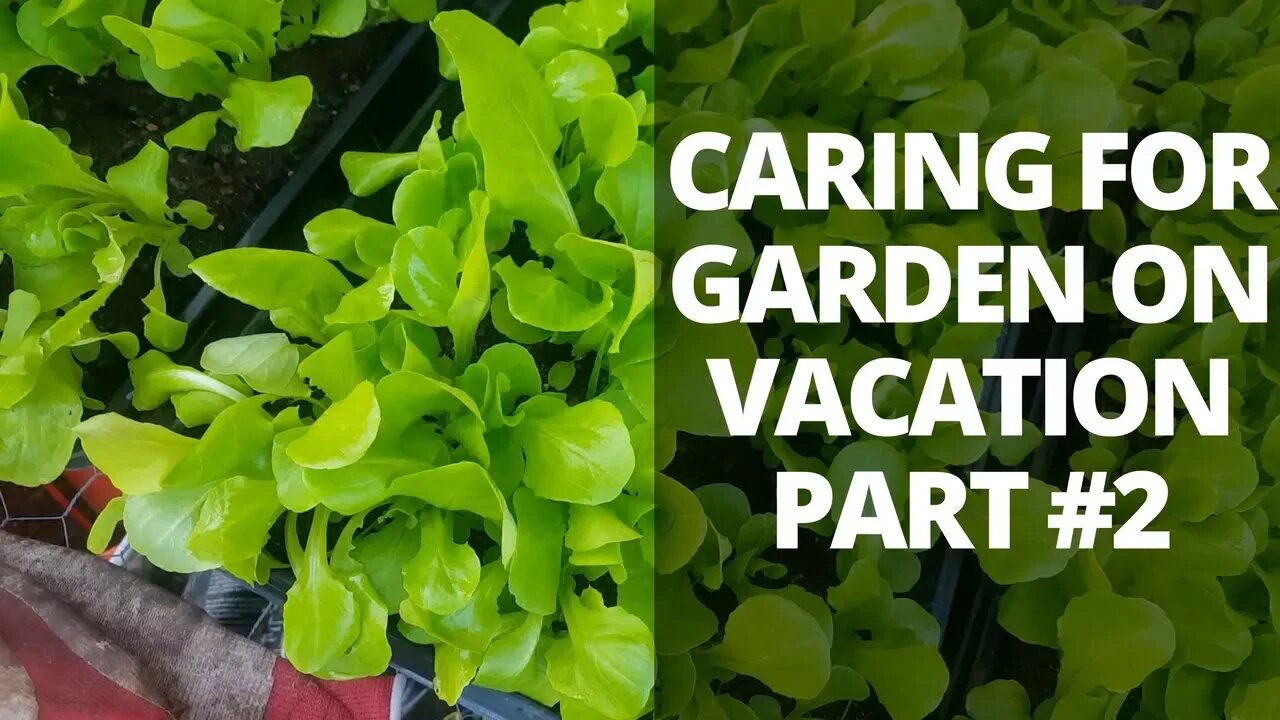 Watering and Garden Care Strategies on Vacation 2 of 2