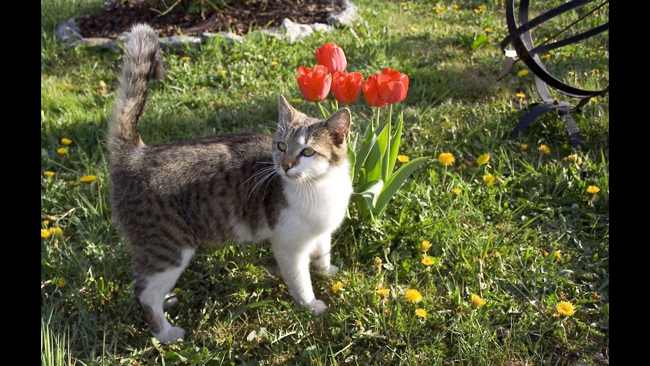 A Pet Kitten Resting And Trying To Catch Insect In The garden