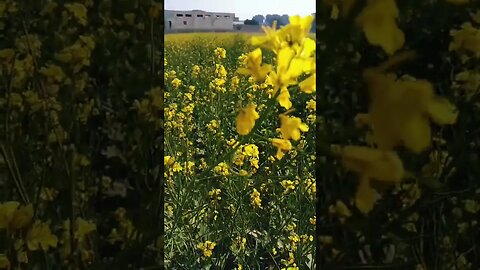 🌹🌹🌹🌹🌹🌹#youtubeshorts #ytshorts