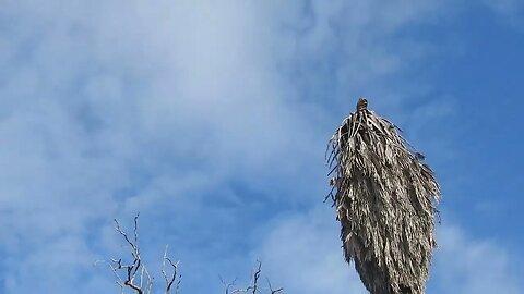 another day another sky