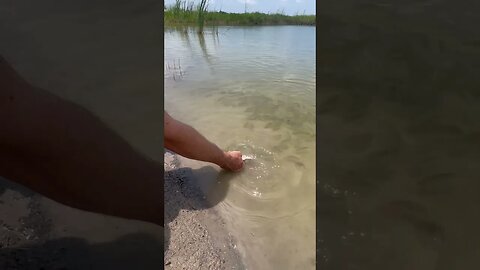 Hand Feeding My Lake Fish. They Bite! Population Exploded!! | #shorts