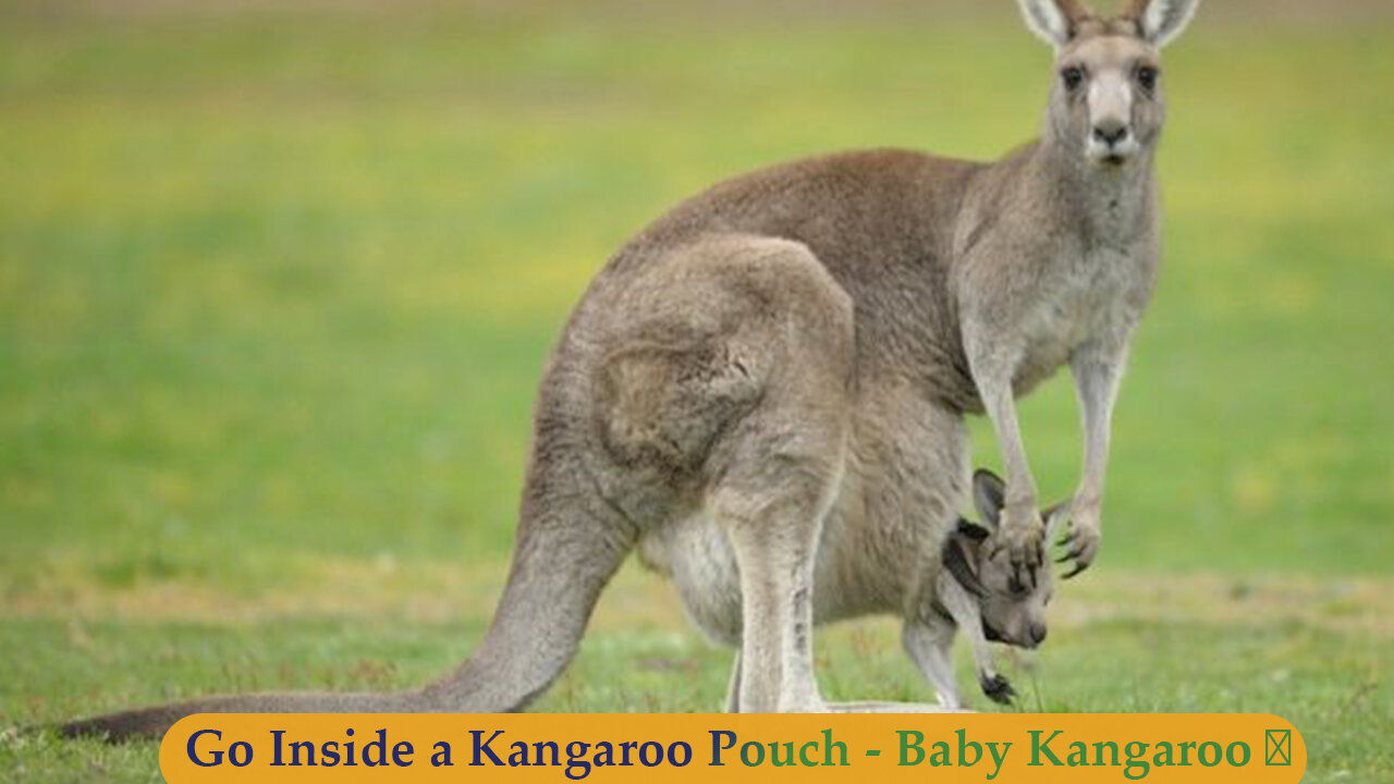 Go Inside a Kangaroo Pouch - Baby Kangaroo 🦘