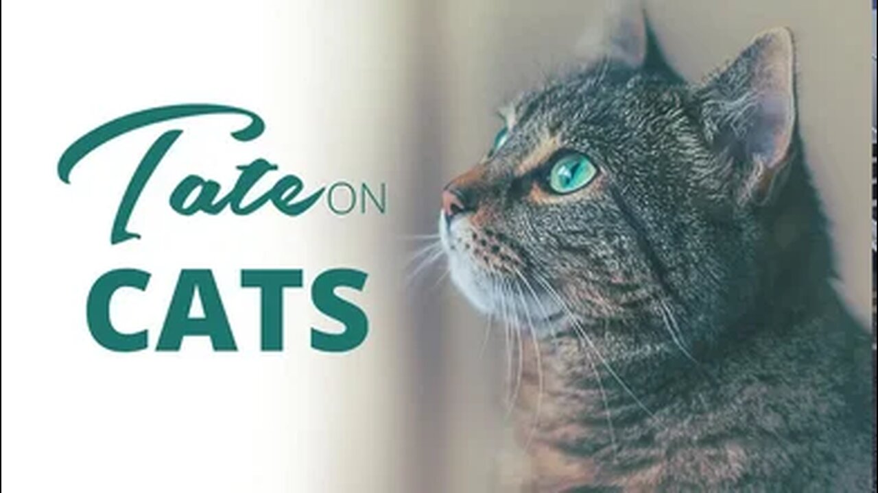 Top 5 Reasons Why You Should NEVER Have A Cat As A Pet! | Episode #75 [January 8, 2019] #tatespeech