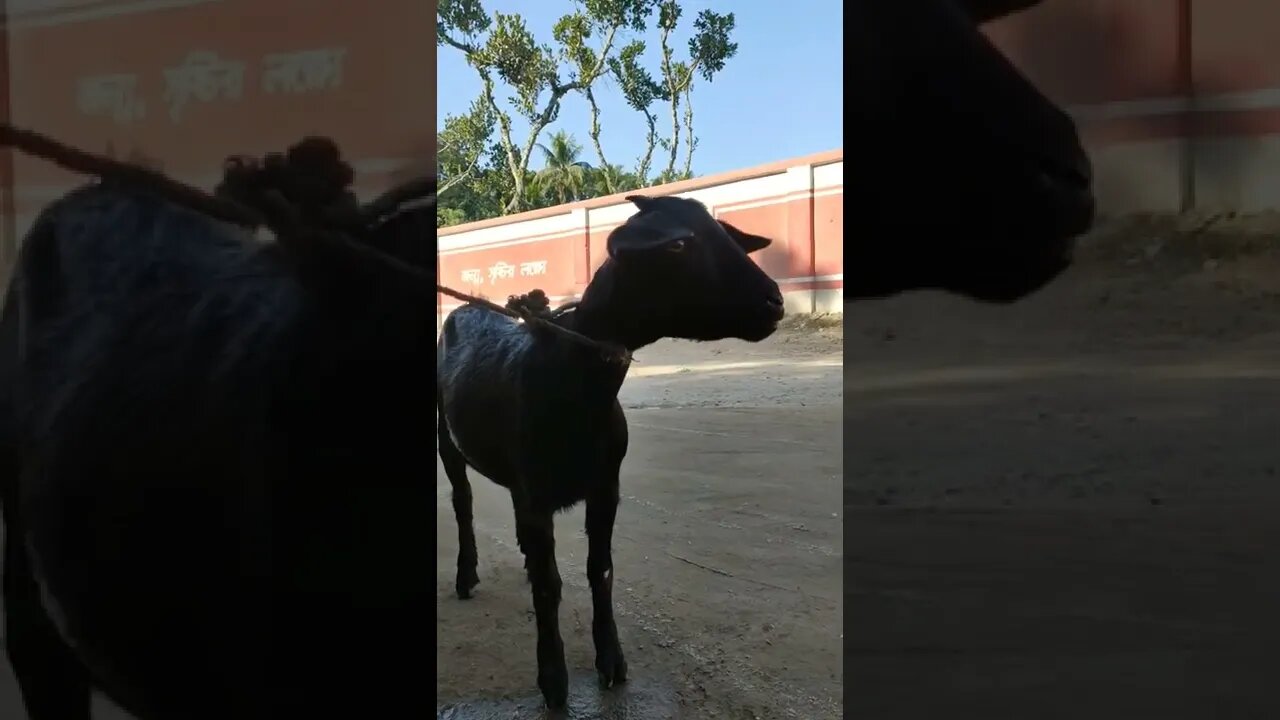 local goat funny sound #shorts
