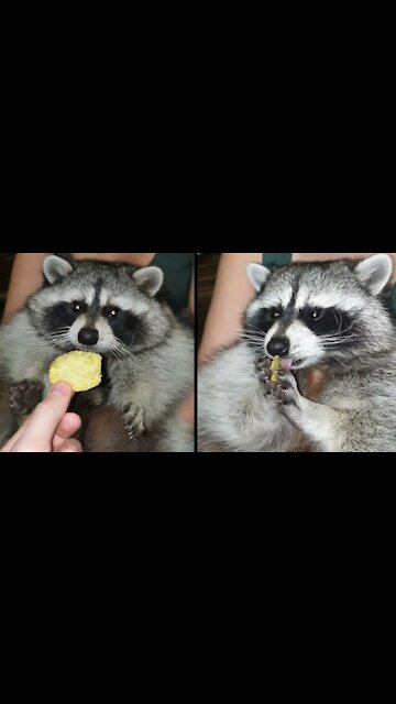 Raccoon loves chips very much