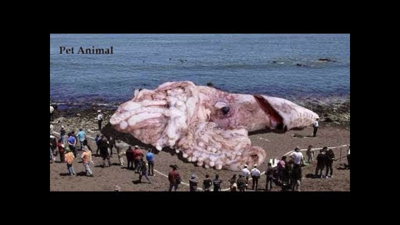 If it were not filmed no one would believe it must watch animal lovers